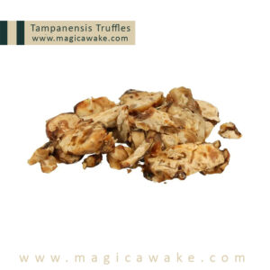 Magic Truffles Tampanensis (1)