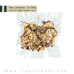 Magic Truffles Tampanensis