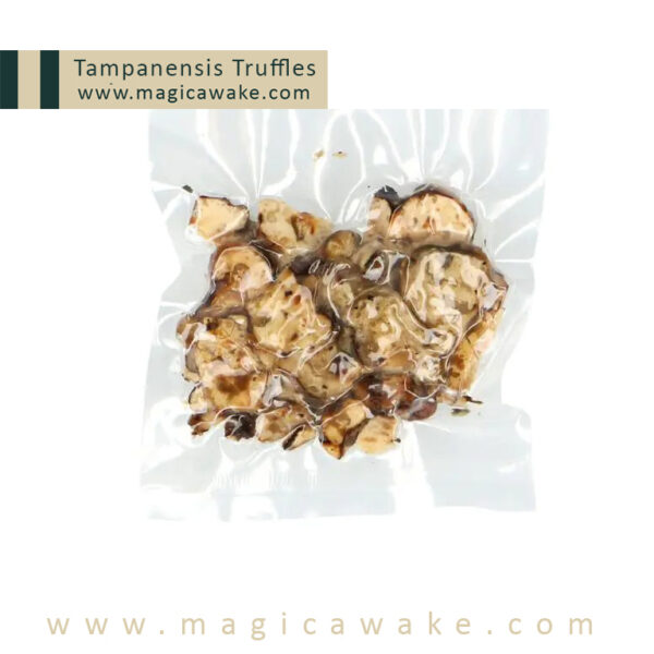 Magic Truffles Tampanensis