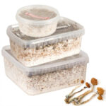Magic Mushroom Growkit Golden Teacher (Ready-to-Grow Growkit)