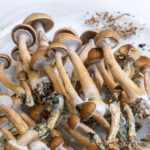 Magic Mushroom Growkit Golden Teacher (Ready-to-Grow Growkit)