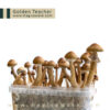 Magic Mushroom Growkit Golden Teacher (Ready-to-Grow Growkit)